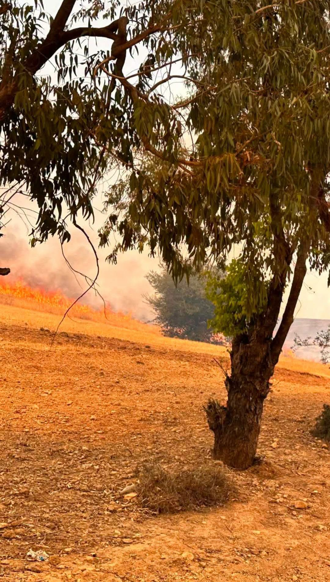 السيطرة على حريق جبل الطويلة بمعتمدية نبر بنسة 90 بالمائة ووفد عن الهلال الأحمر التونسي  يقوم بزيارة ميدانية  لمعاينة الأضرار التي لحقت عددا من  المناطق  السكنية  