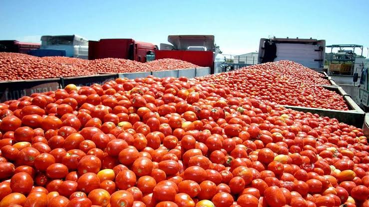المندوبية الجهوية للتنمية الفلاحية بالقصرين : تُقدَّر صابة الطماطم الفصلية خلال الموسم الحالي بــــ 98 ألفًا و800 طن