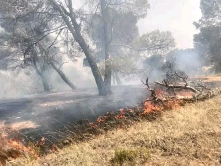 القصرين: السّيطرة على حريق جبل عين عمارة 2 ببُودرياس الحدوديّة