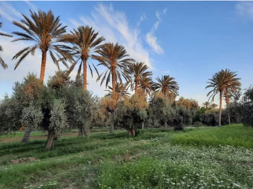 À Gafsa, la sécheresse menace les oasis et les cultures