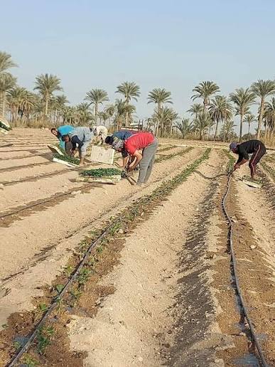 قبلي: ضرورة تغيير بعض العادات الزراعية في ظل ارتفاع درجات الحرارة 