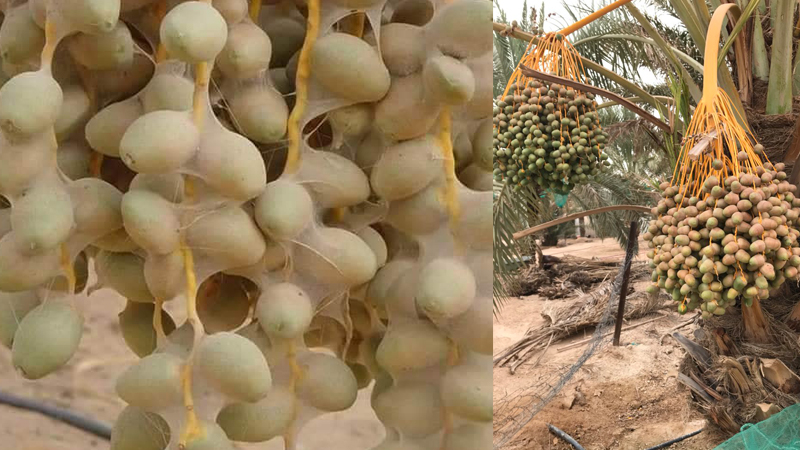 اصابات بعنكبوت الغبار في بعض الواحات بسبب موجة الحر