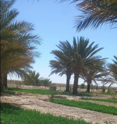 مركز التكوين في زراعة النخيل بدقاش: تواصل قبول مطالب التسجيل للسنة التكوينية 2026/2027