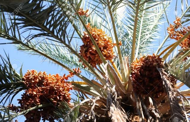 مركز التكوين في زراعة النخيل بدقاش: تواصل قبول مطالب التسجيل للسنة التكوينية 2026/2027 