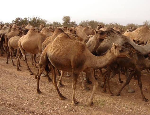 توزر : ديوان تربية الماشية وتوفير المرعى يتابع وضعية مراعي و مشارب الابل في ظل موجة الحرّ الشديدة التي تشهدها الجهة