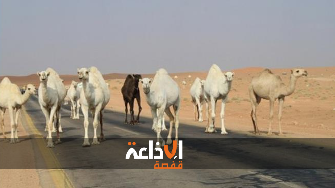  المصالح الفلاحية بقبلي تكثف من تدخلاتها بمختلف نقاط تزويد قطيع الإبل والماشية بالمياه خلال موجة الحرارة 
