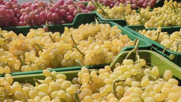 سيدي بوزيد :قطاع انتاج العنب يشهد تراجعا مقارنة بالسنوات الفارطة