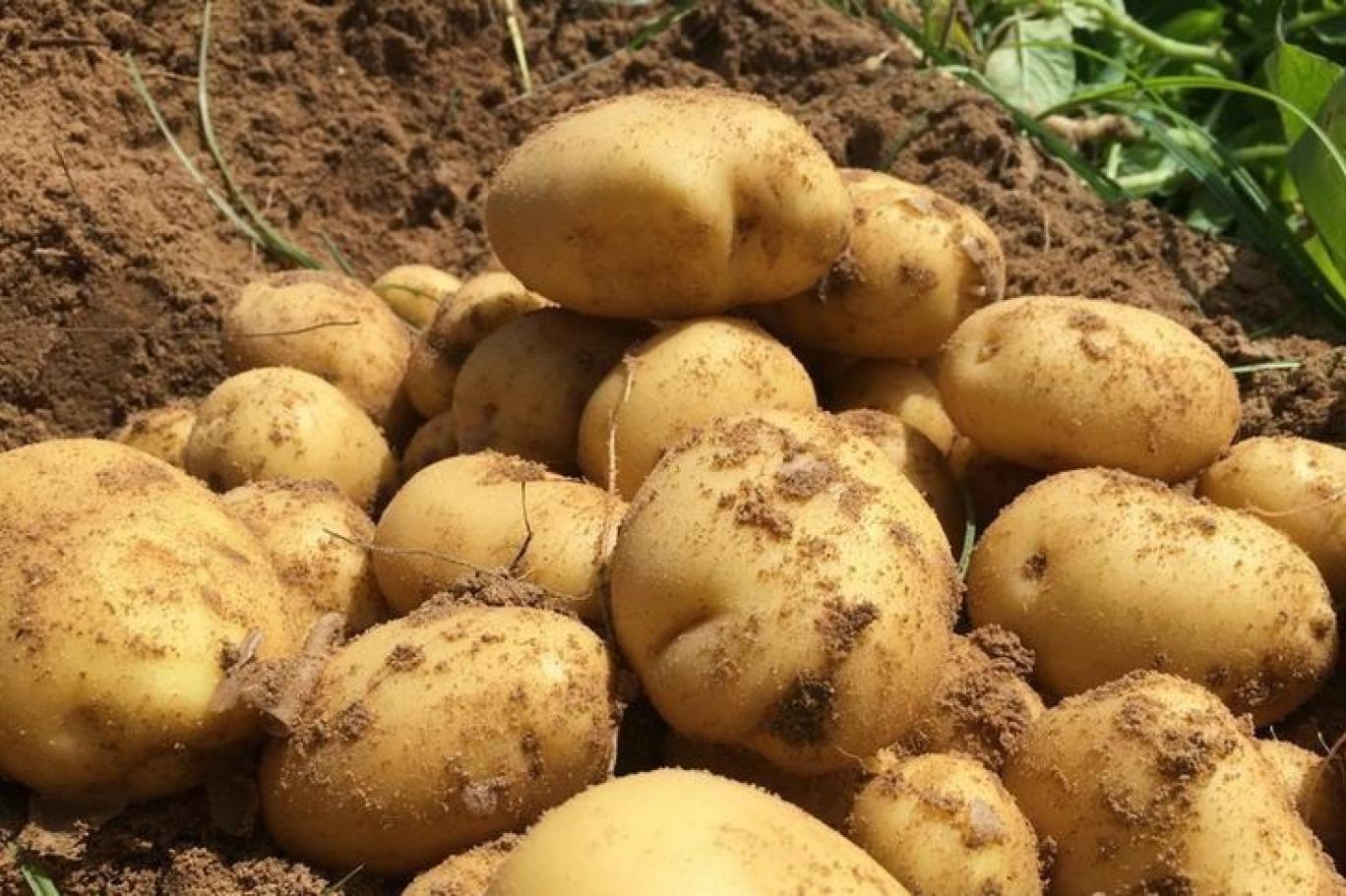 المخزون التعديلي للبطاطا بلغ 12392 طنا ونابل تستأثر بـ61 بالمائة منه -وزير الفلاحة-