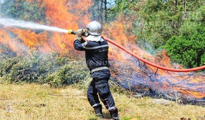 Jendouba–Siliana : la lutte contre un important incendie de forêt se poursuit