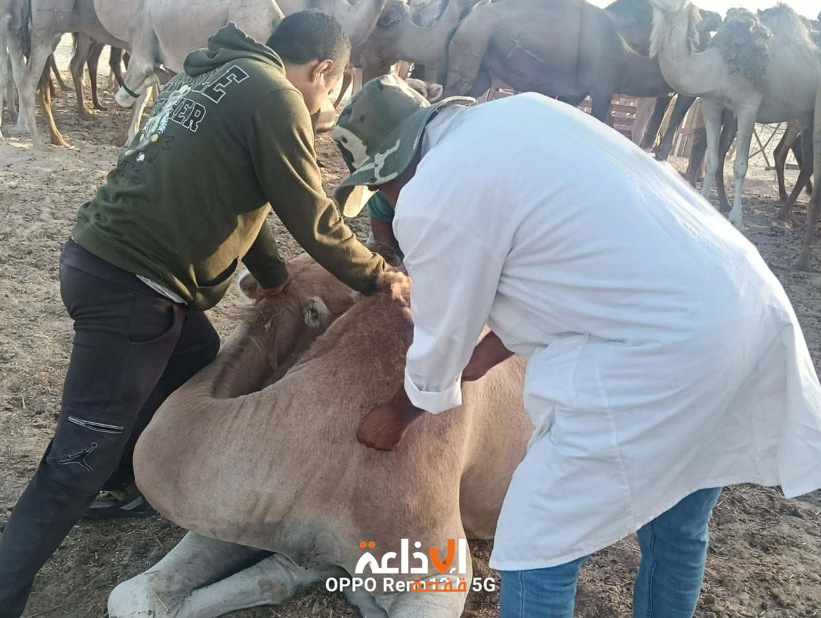 توزر : ديوان تربية الماشية وتوفير المرعى يقوم بحملة بيطرية لمداواة قطيع الابــل وترقيمه