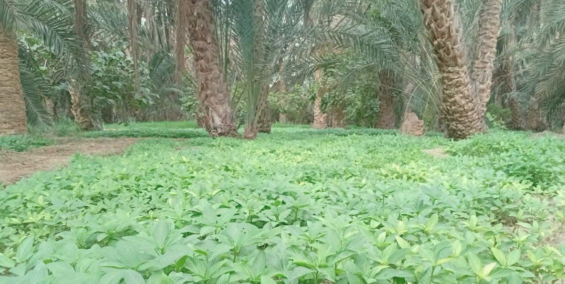 توزر: تجهيز 10 آبار جديدة وجدولة ديون مجامع التنمية الفلاحية 