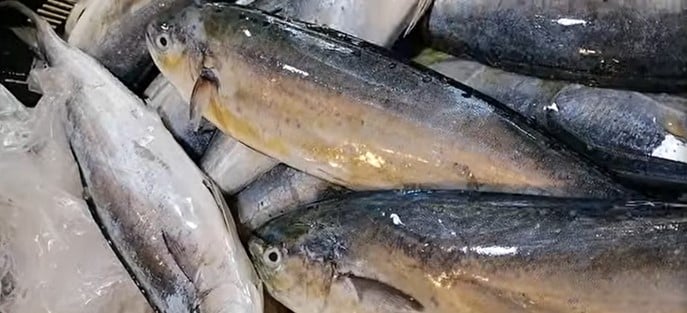 Pêche : l’association « Tounsi » appelle à ne pas acheter de lambouka avant le 15 août