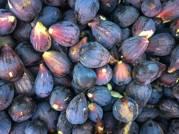 Figues : une récolte prometteuse attendue à Djebba et Kesra, avec 4 500 tonnes prévues