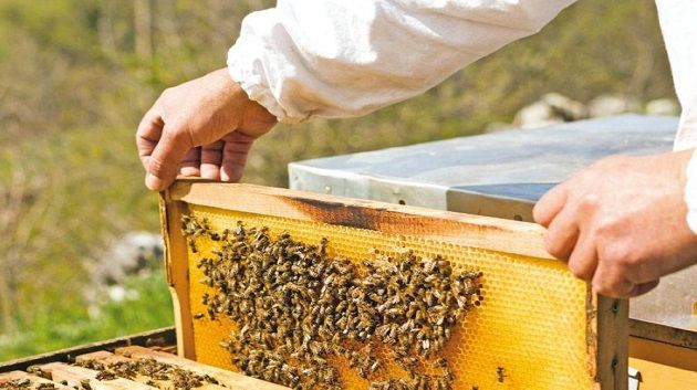 قطاع تربية النحل بمعتمدية تستور يواجه تحديات متزايدة تهدد ديمومته