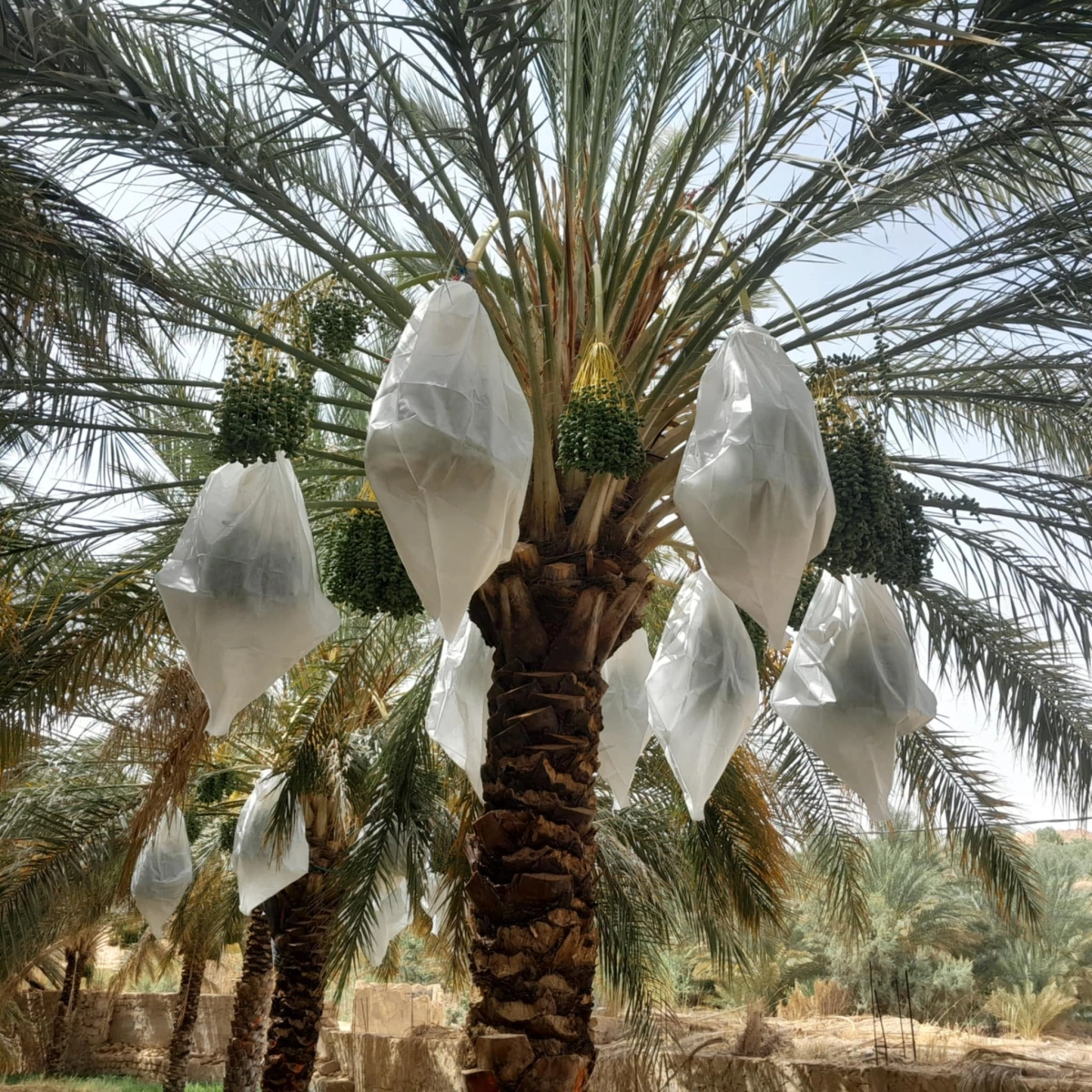 قبلي :أنطلاق الايام الاعلامية حول حماية صابة التمور و المحافظة على جودتها