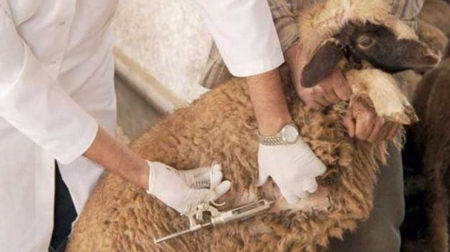 سليانة: تلقيح 224 ألفا و996 رأسا من الأغنام ضد الحمى القلاعية