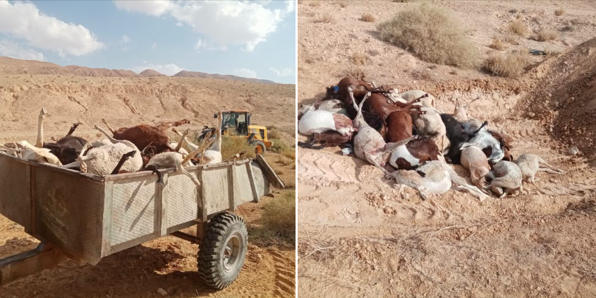 قفصة: نفوق أكثر من 150 رأسًا من الأغنام والماعز بالمتلوي ورفع عينات لتحديد الأسباب