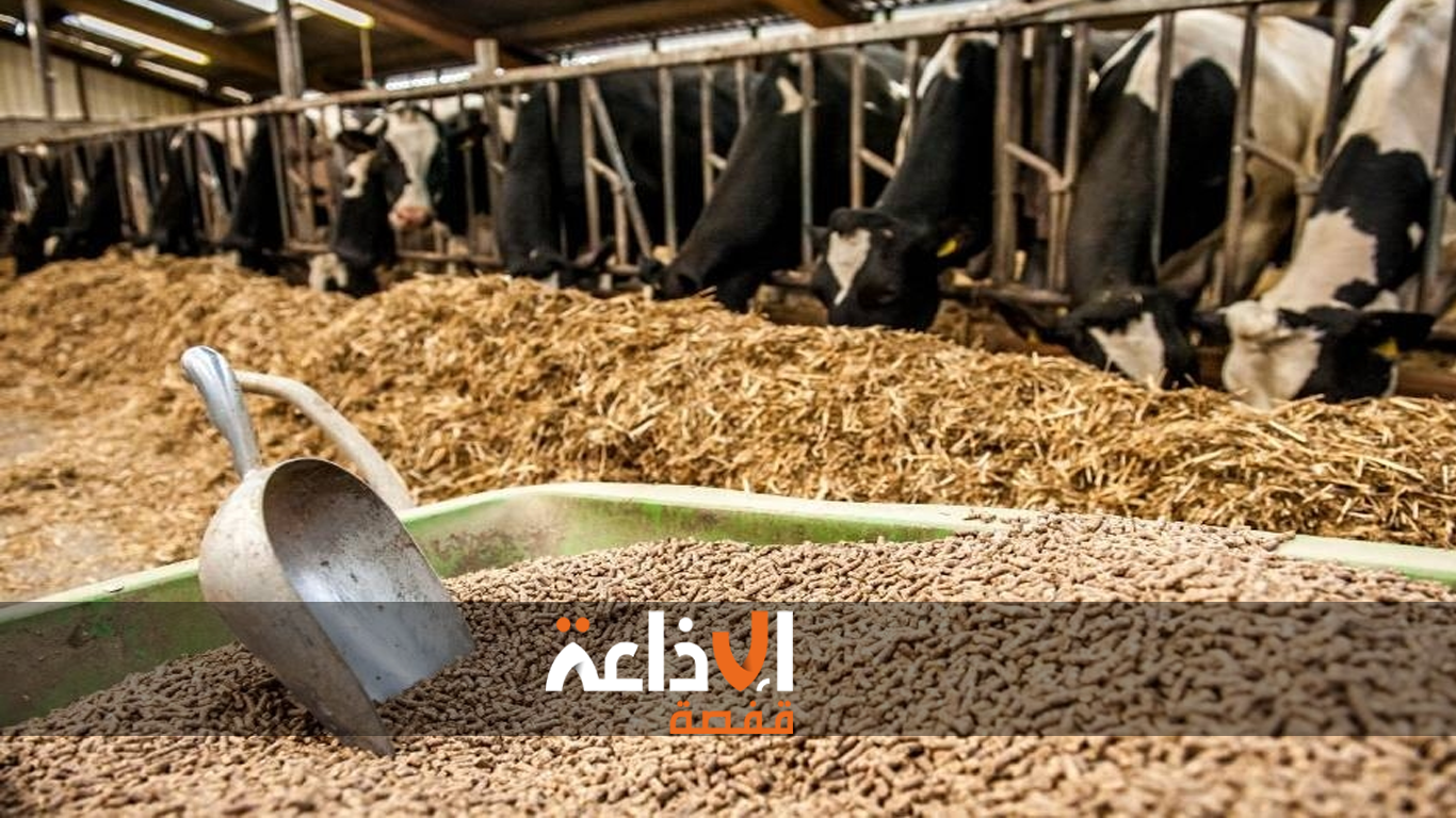 سيدي بوزيد || أزمة غلاء أسعار الأعلاف وكلفة الإنتاج تؤرق الفلاحين