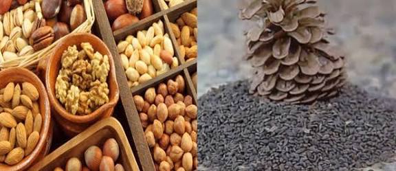 طبيب مختص في علم السموميات يدعو إلى اليقظة عند اقتناء الزقوقو والفواكه الجافة 