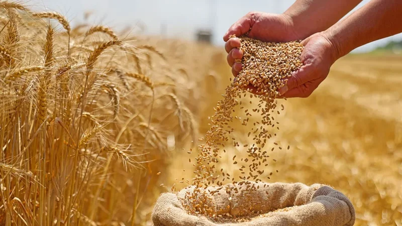 ضبط أسعار البذور الممتازة والعادية إستعدادا لموسم الحبوب 2027/2026