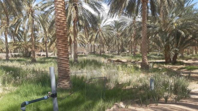 ضيعة السميدة من معتمدية دوز الجنوبية بولاية قبلي : التوجه نحو غراسة أنواع من الأشجار الاستوائية التي قد تتأقلم مع التغير المناخي