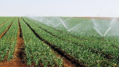 Agriculture irriguée : un nouveau souffle pour le gouvernorat de Jendouba