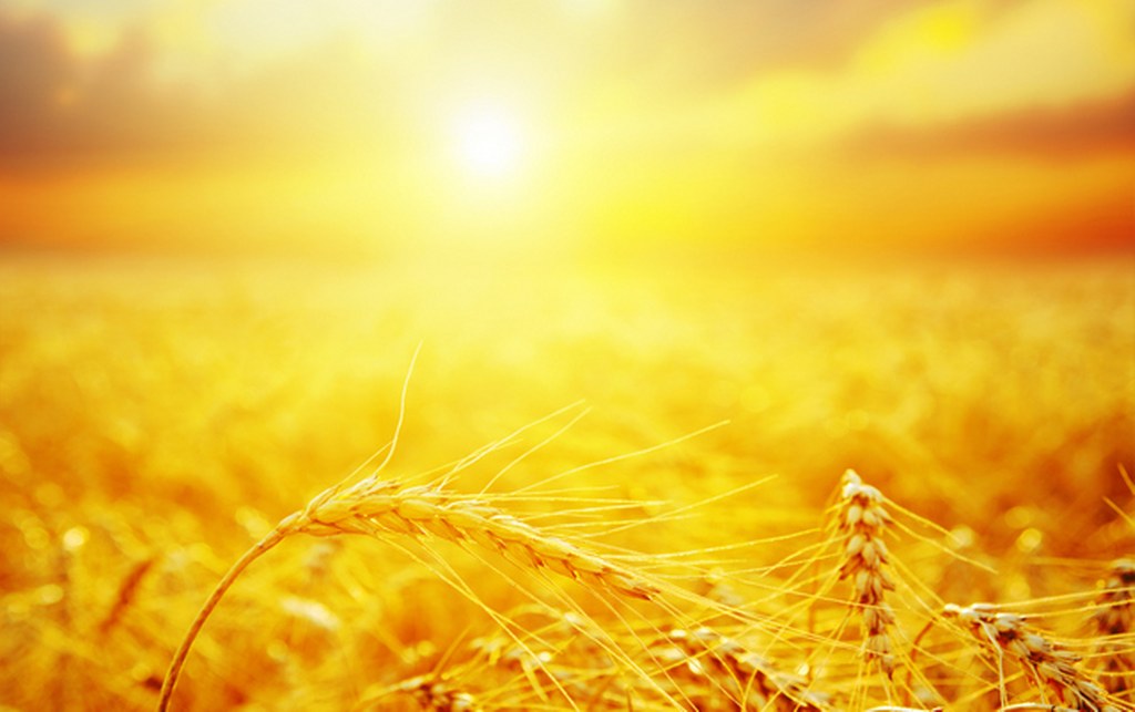 Canicule : le ministère de l’Agriculture lance une alerte face à des températures atteignant 48 °C