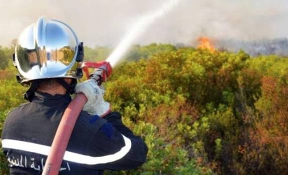 Jendouba : les secours mobilisés pour maîtriser trois incendies de forêt