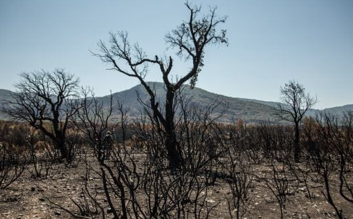 Après un incendie, combien de temps faut-il à une forêt pour renaître ?
