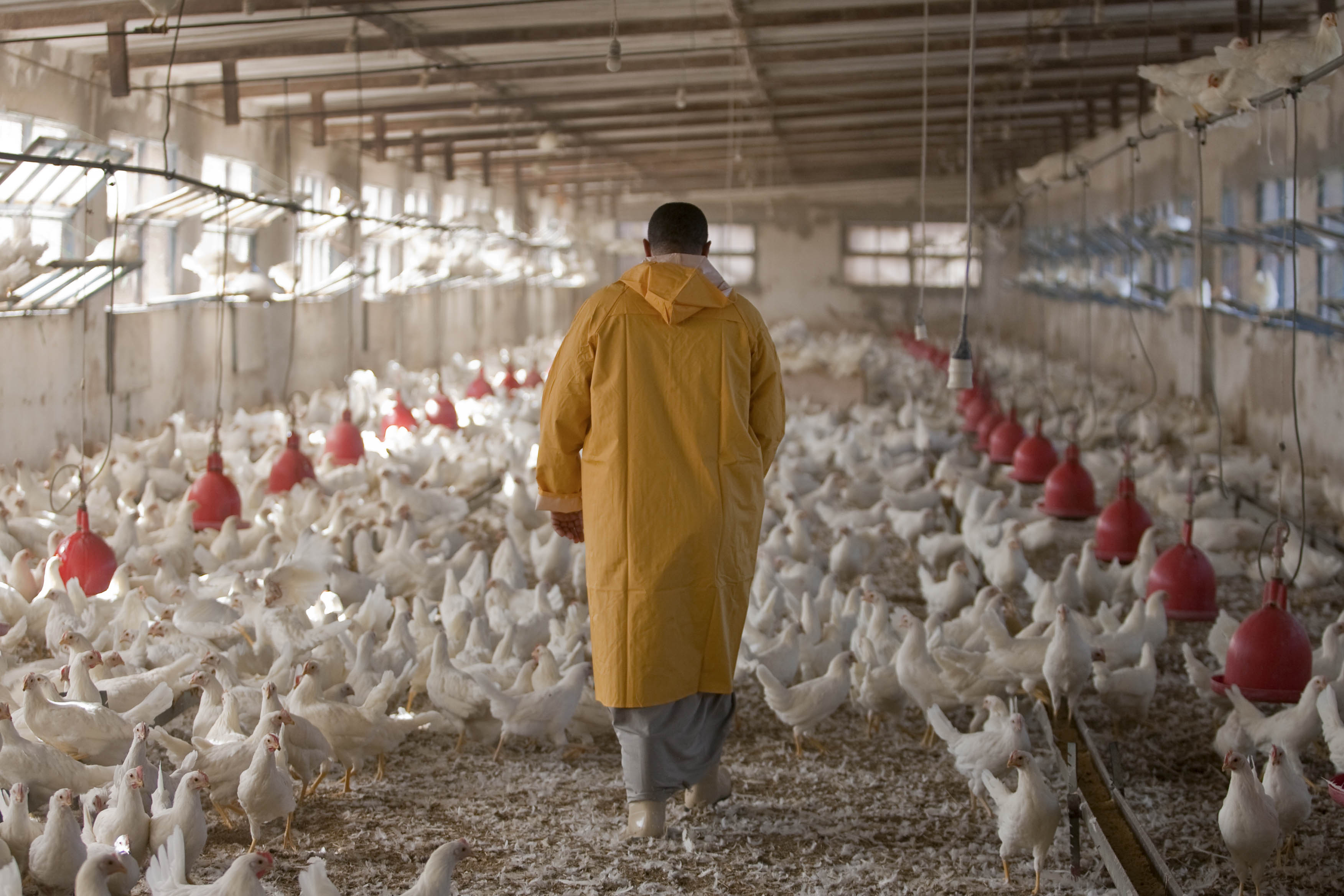 Aviculture : les éleveurs tirent la sonnette d’alarme