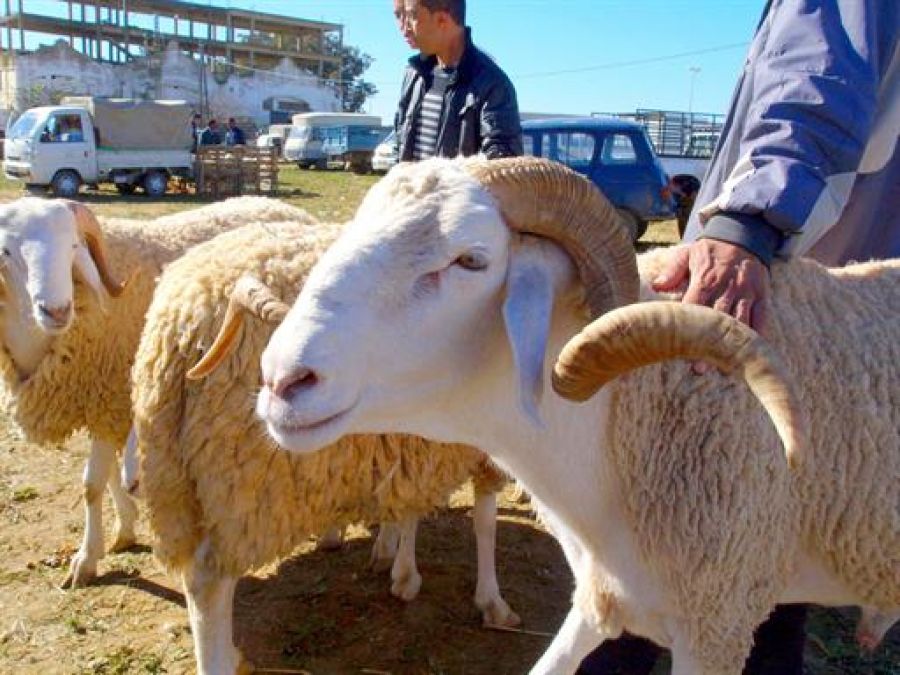 بن عروس: تنظيم أيام إعلامية من 1 إلى 18 سبتمبر المقبل للتعريف بالبرنامج الوطني لتوفير أضاحي العيد