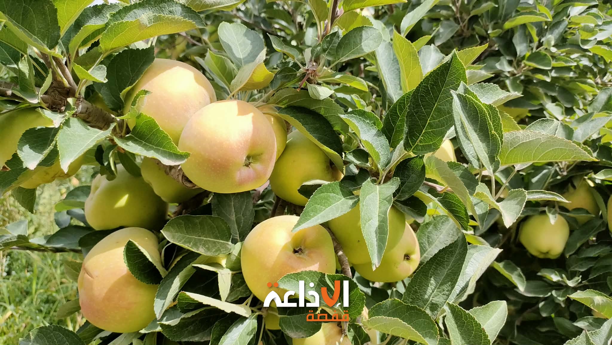 القصرين : 75 ألف طن تقديرات صابة التفاح بالقصرين خلال الموسم الحالي