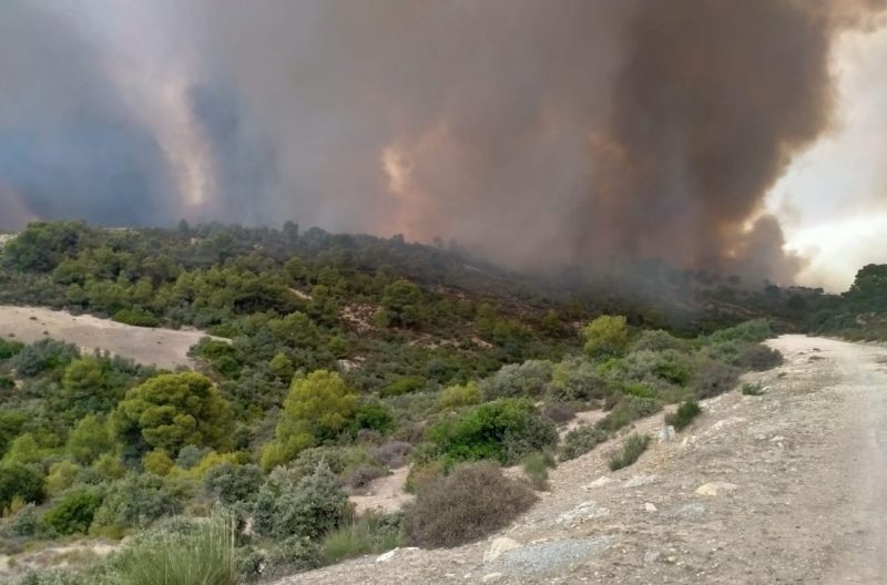 Incendie à Siliana : amélioration progressive de la situation au Jbel Bargou
