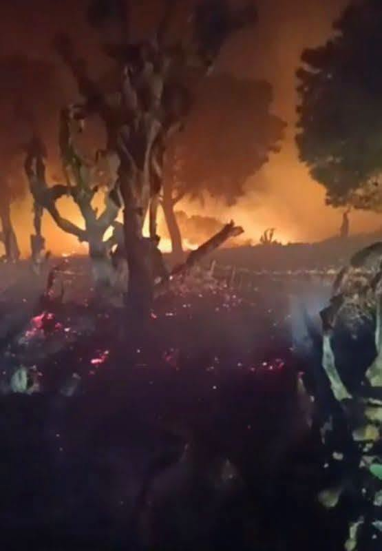 سليانة: تواصل جهود السيطرة على حريق جبل بولمان ببرقو لليوم السادس وتوسع النيران في اتجاه منطقة بلوطة