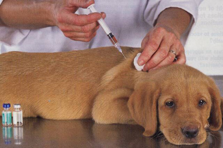 باجة: انطلاق الحملة الوطنية للتلقيح ضد داء الكلب بمنطقة الحمراء من معتمدية عمدون