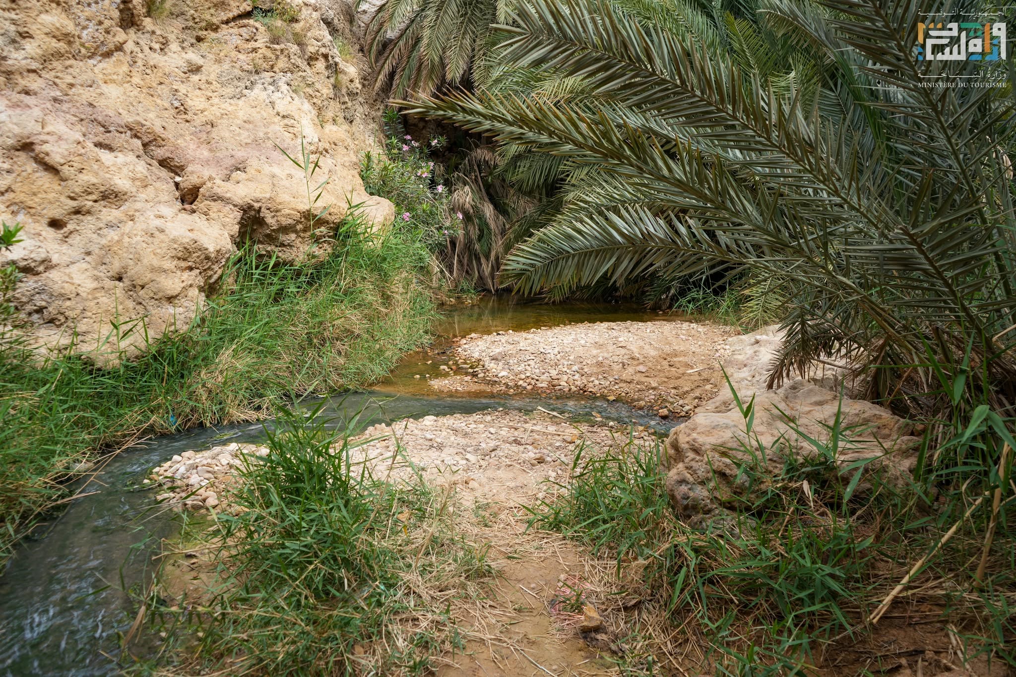 السياحة الواحية والصحراوية التونسية تستقطب اهتمام الإعلام السياحي الدولي