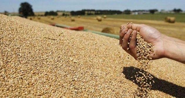 ديوان الحبوب: 11 مليون قنطار من الحبوب المجمعة خلال موسم 2025/ 2026 وتغطية حاجيات تونس من القمح الصلب إلى جانفي 2027