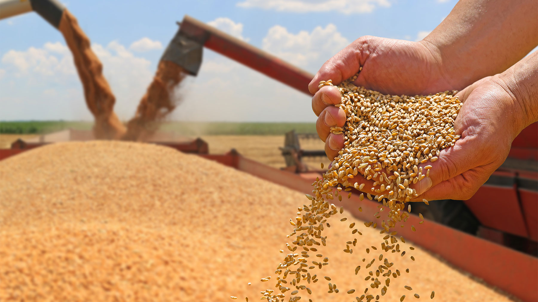 ديوان الحبوب: 11 مليون قنطار من الحبوب المجمعة خلال موسم 2025/ 2026 وتغطية حاجيات تونس من القمح الصلب إلى جانفي 2027