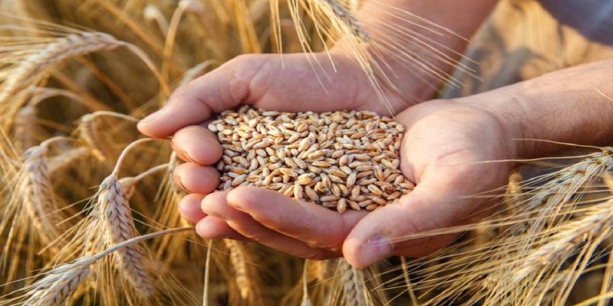 ديوان الحبوب: 11 مليون قنطار من الحبوب المجمعة خلال موسم 2025/ 2026 وتغطية حاجيات تونس من القمح الصلب إلى جانفي 2027