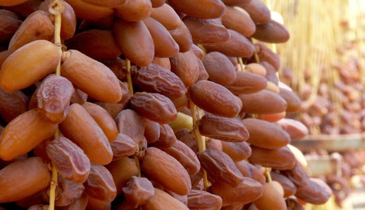 توزر: تحسّن في جودة التمور وتقدّم مبيعات الإنتاج على رؤوس النخيل بنحو 37%