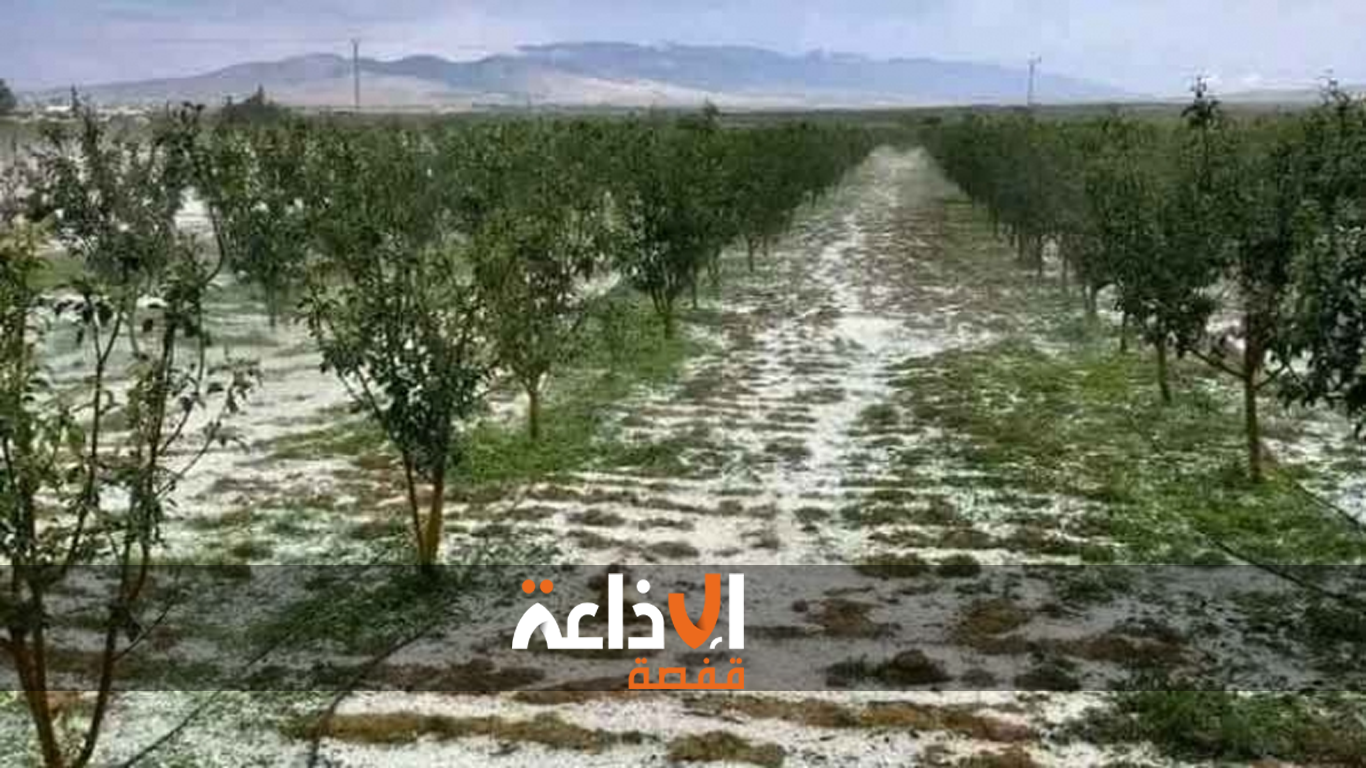القصرين : الفلاحون يستبشرون بنزول كميات هامة من الامطار لأثرها الايجابي على الاشجار المثمرة والخضروات والتحضير لموسم الزراعات الكبرى