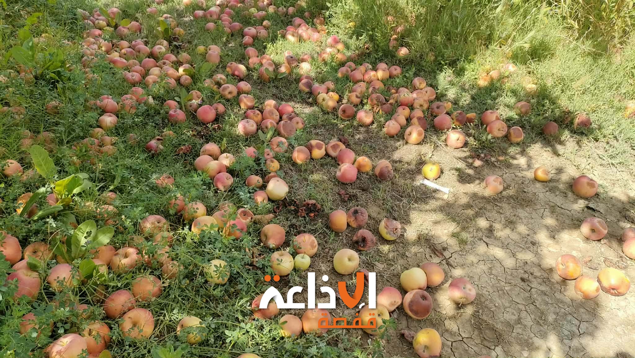 القصرين : تضرر صابة التفاح بمعتمدية فوسانة بسبب التقلبات المناخية و الامطار الاخيرة