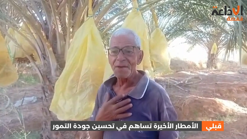 قبلي : الأمطار الأخيرة تساهم في تحسين جودة التمور