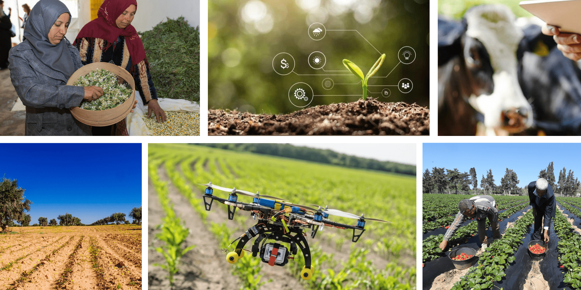93 millions de dinars pour relancer l’élevage et soutenir la production agricole