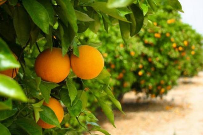 نابل: انطلاق موسم جني القوارص وسط توقعات بتراجع الإنتاج بنسبة 10 بالمائة