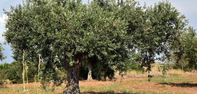 جندوبة : انطلاق موسم جني زيتون الطاولة