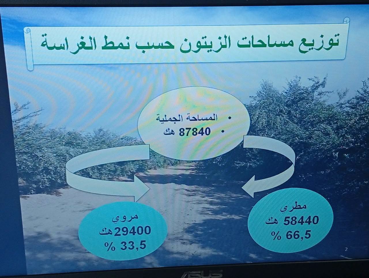 قفصة: طاقة تحويل يومية للزيتون تُقدّر بـ2.225 طن،وطاقة تخزين تناهز 3.548 طن