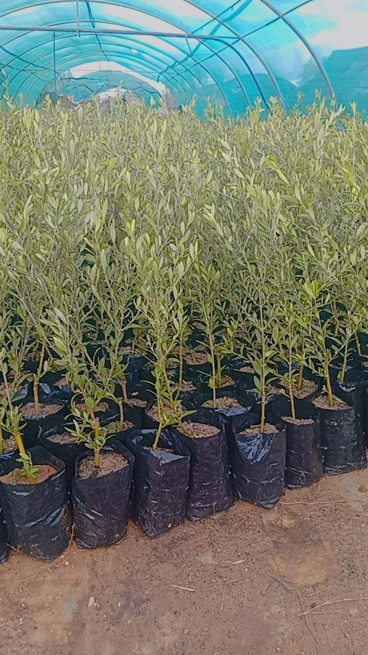 المندوبية الجهوية للتنمية الفلاحية بزغوان تفتح باب قبول مطالب الفلاحين الراغبين في الانتفاع بمشاتل زيتون مجانية