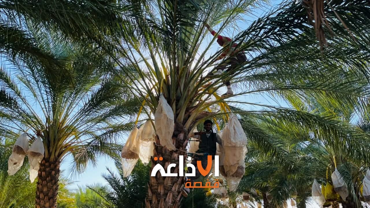 قبلي: انطلاق عملية جمع ما نضج من صابة التمور من نوع دقلة النور بعدد من الواحات ومؤشرات الموسم تعتبر واعدة من حيث النوعية