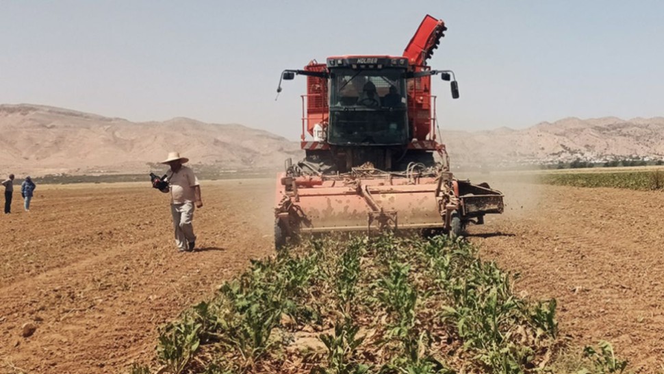 جندوبة: مندوبية الفلاحة تتعهد بتوفير مياه الري لزراعات اللفت السكري بالتوازي مع مساعي مصنع السكر ببن بشير لتوسيع مساحاتها إلى 3000 هكتار